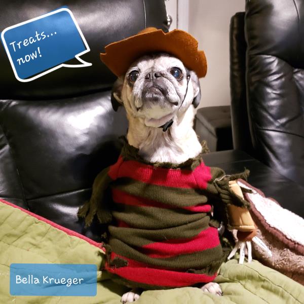 /images/uploads/pug nation rescue of los angeles/pugnation2020/entries/11152thumb.jpg